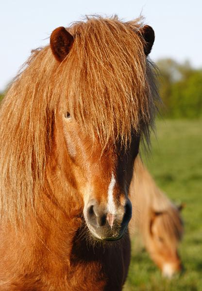 Fjandi von Heidmoor i.jpg